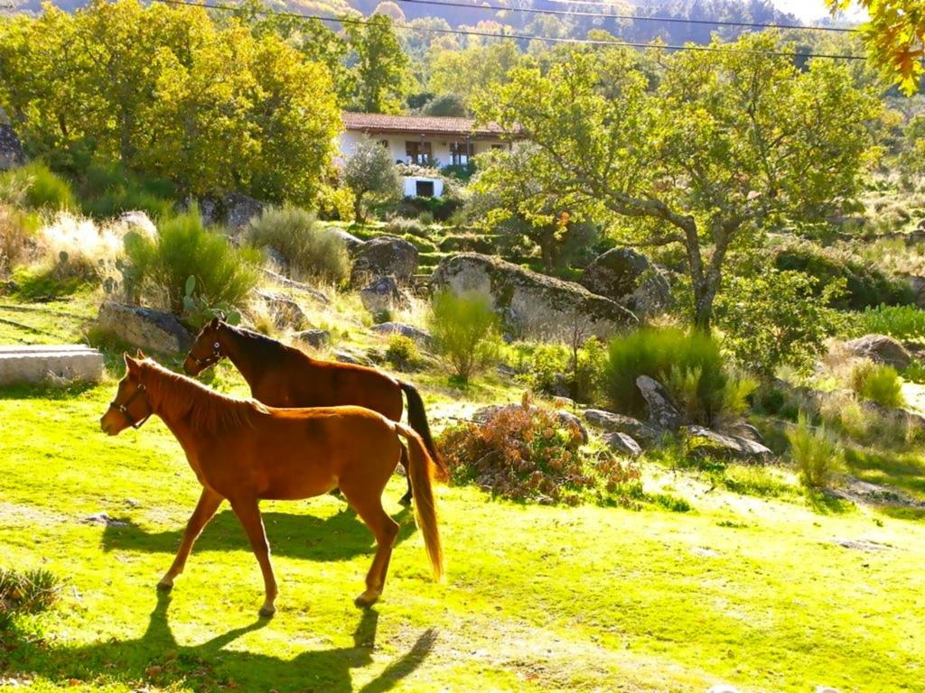 Quinta Do Marvao Marvão Quarto foto
